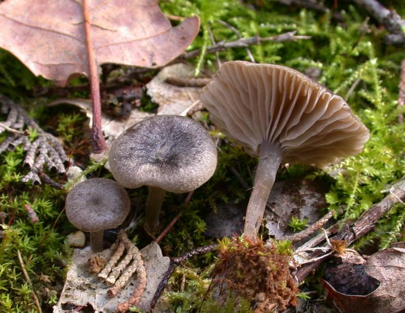 Escursione in cipresseta